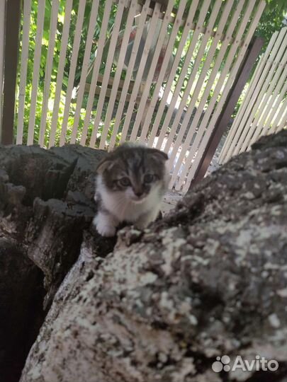 Вислоухие котята