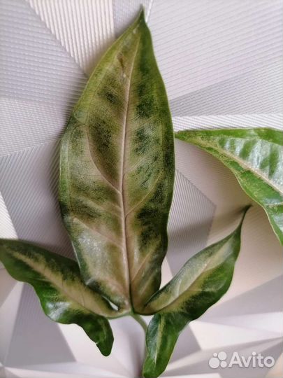 Сингониум пинк блек