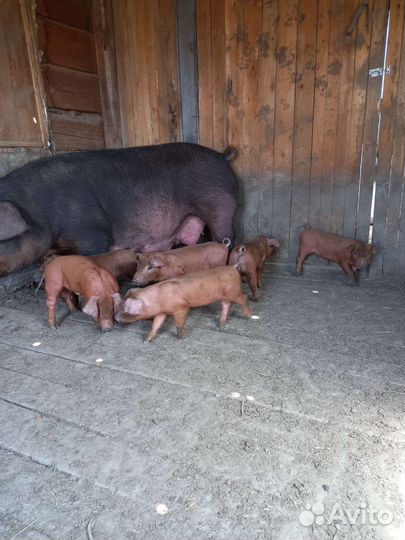 Поросята дюрок