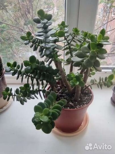 Денежное дерево (крассула/толстянка)