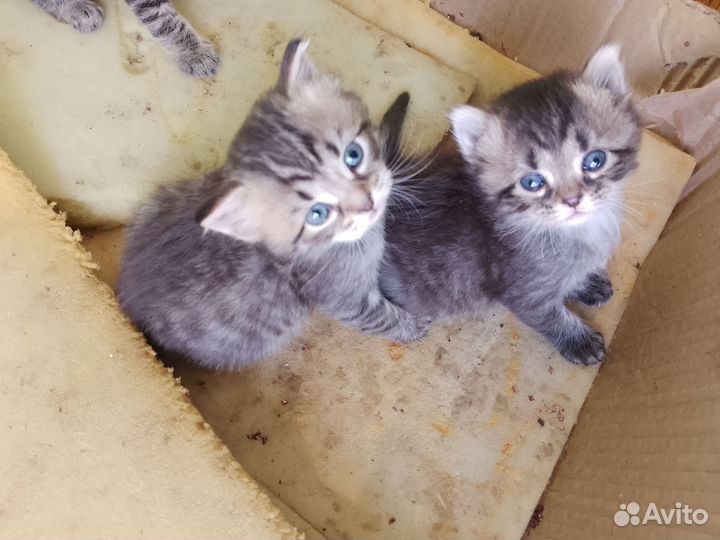 Котята в добрые руки