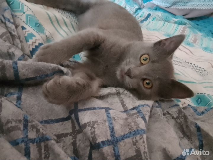 Котик в добрые руки