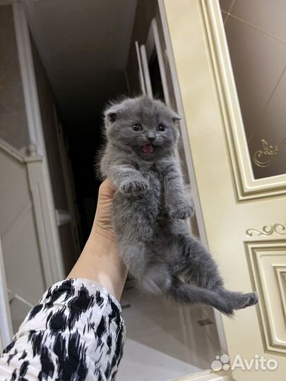 Вислоухие котята