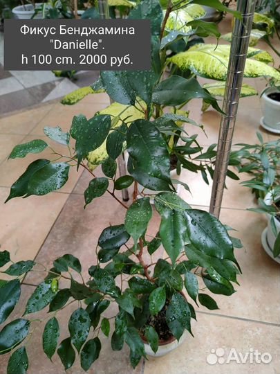 Комнатные растения