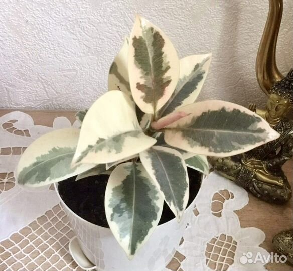 Растения вариегатные