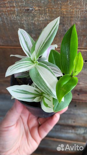 Традесканция зебрина квадриколор