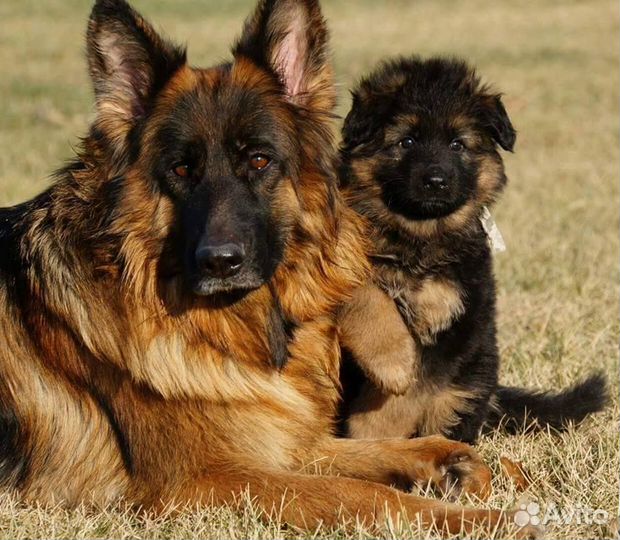 Щенки длинношерстных толстолапых немецких овчарок
