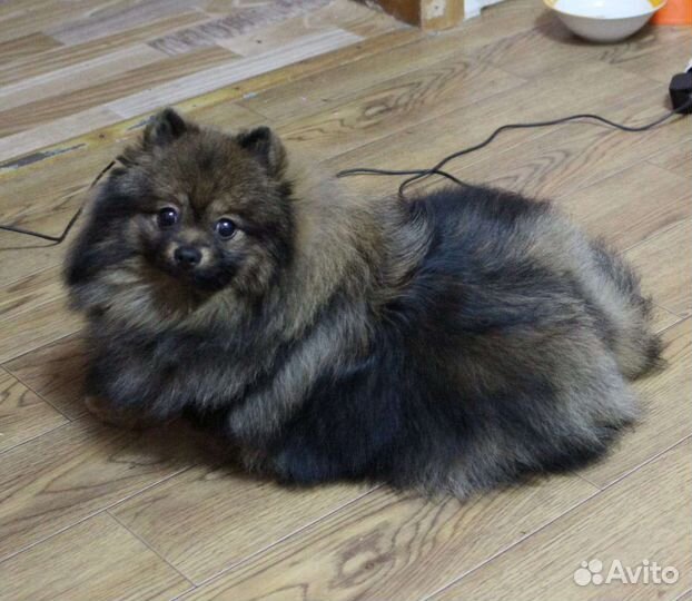 Шпиц