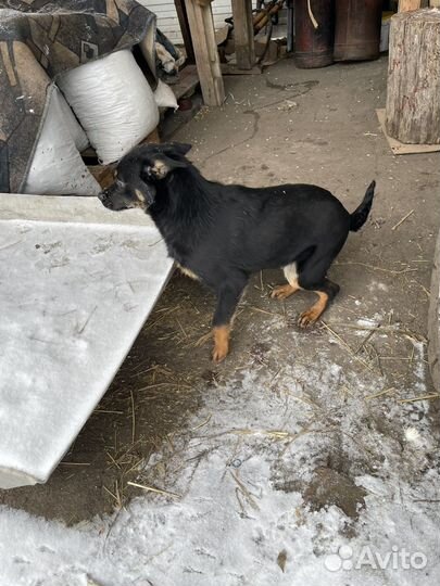 Пастушья собака