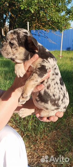 Французский бульдог щенки