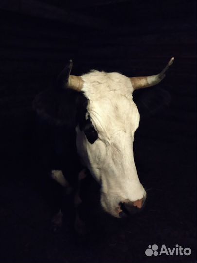 Корова дойная