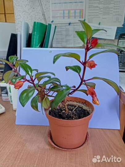 Гипоцитра (Нематантус) -золотая рыбка