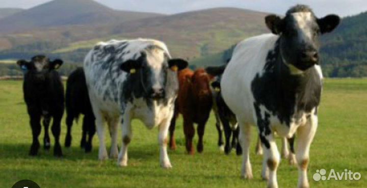 Продажа крс