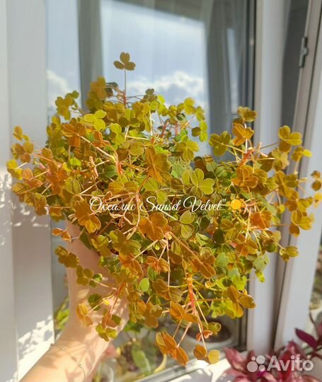 Оксалис Sunset Velvet