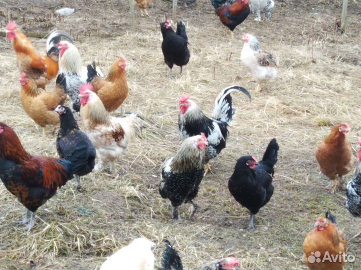 Петухи 9-10 месяцев