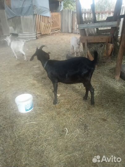 Дойные нубийские козы