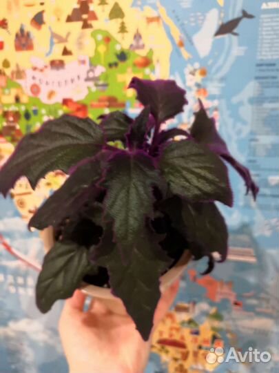 Неприхотливы комнатные растения