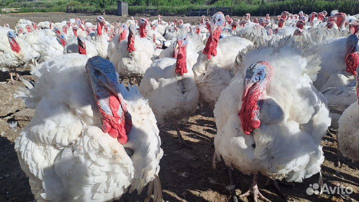 Мясо домашней птицы