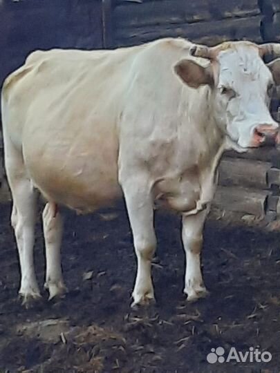 Коровы и телки