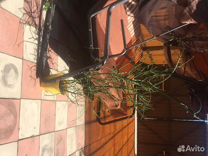 Кактус молочай