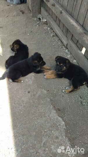 Щенок немецкой овчарки, девочка