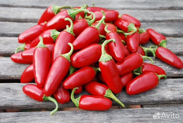 Острый красный перец семена или рассада