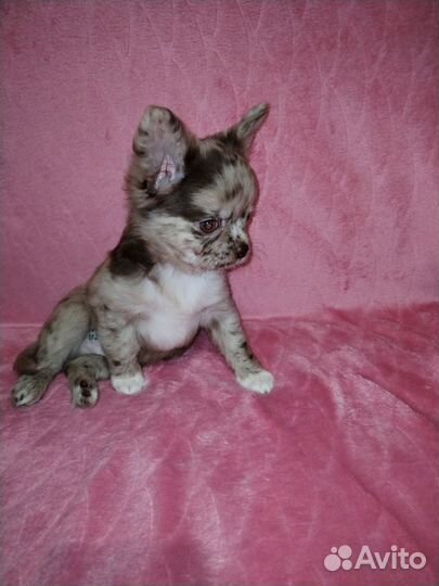 Щенки чихуахуа. Мерль