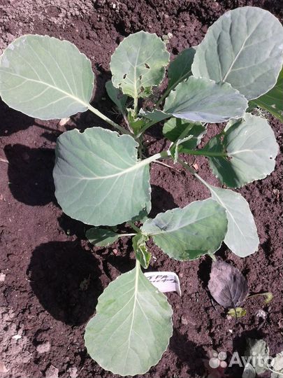 Рассада кабачка,свеклы,капусты,базилика