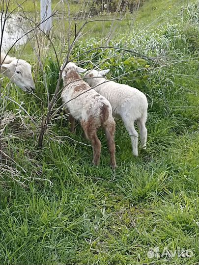 Баранчики, коза котная. Обмен