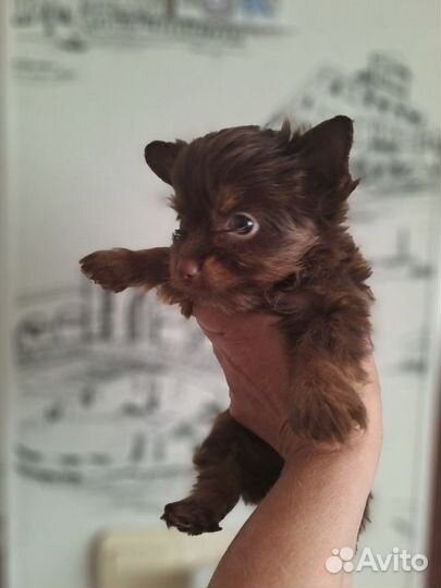 Шоколадка девочка только для Вас