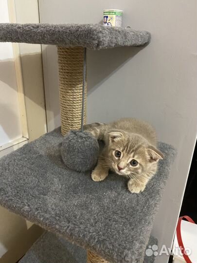 Шотландская кошка