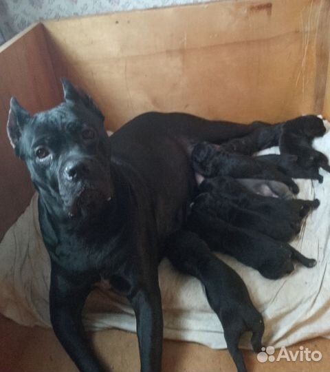 Щенки кане корсо