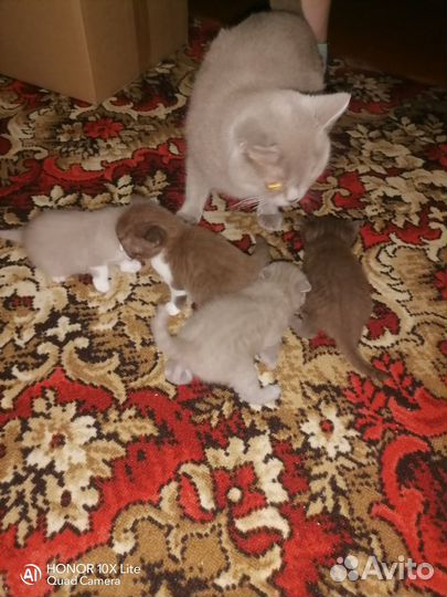 Британские котята