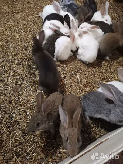 Домашние животные кролики