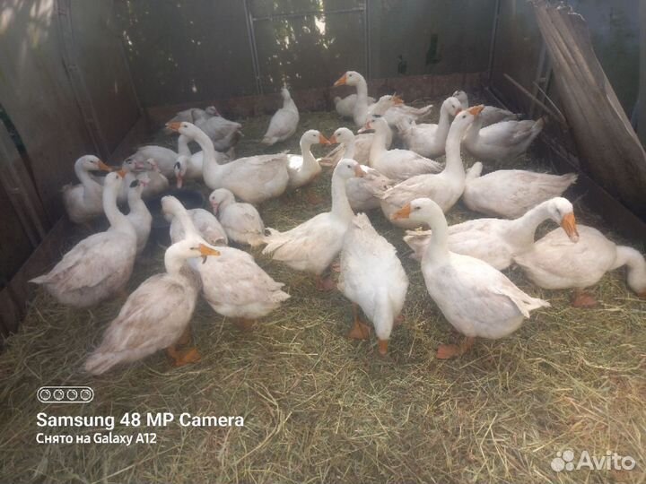 Гуси породы Линда