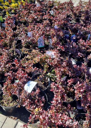 Барбарис в ассортименте