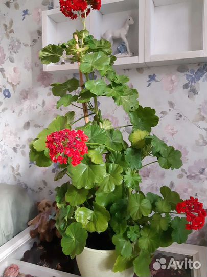 Пеларгония герань сортовая