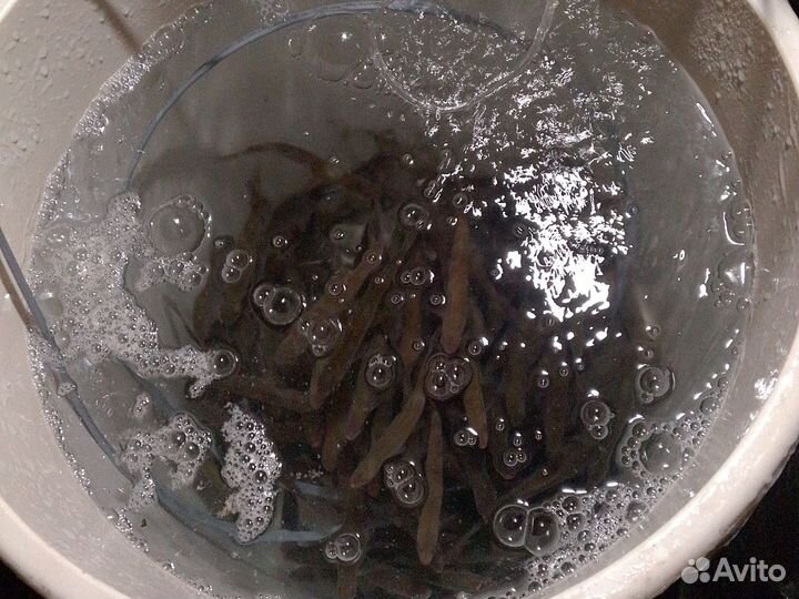 Живец для рыбалки