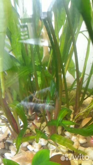 Аквариумные растения прополка