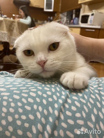 Шотландская вислоухая кошечка