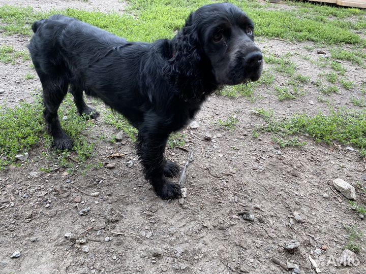 Русский спаниель