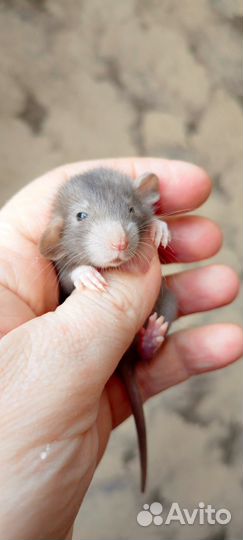 Крысята Девил Бурмиз Дамбо