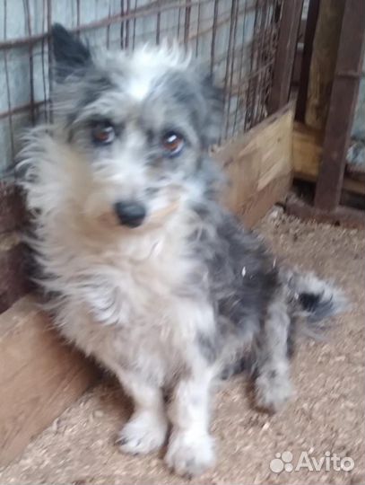 Собака в отлове