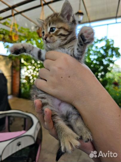 Кошки в добрые руки бесплатно