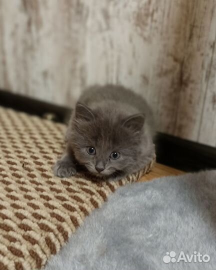 Котята от тайской кошки
