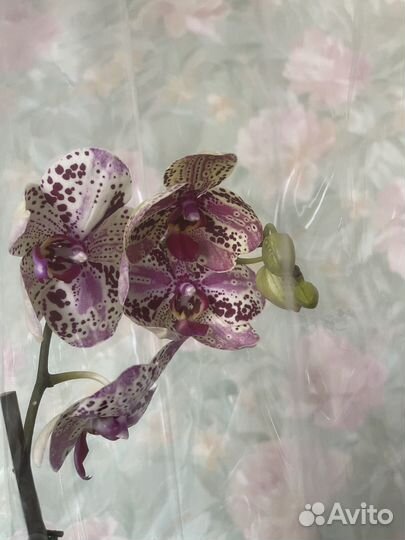 Орхидея фаленопсис
