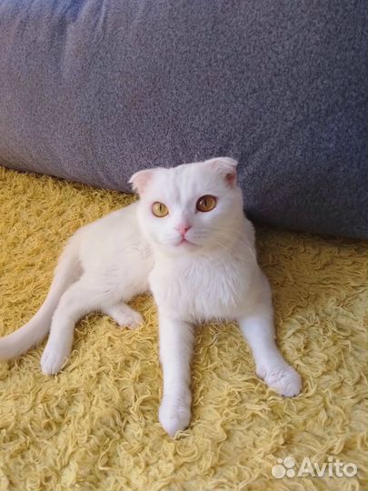 Шотландский вислоухий кот