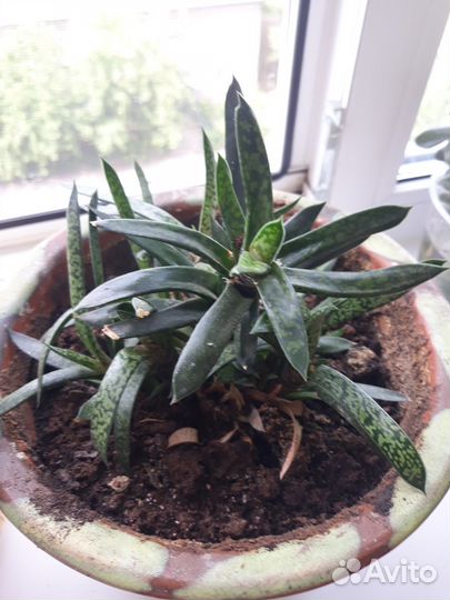 Суккуленты Хавортия, Толстянка, Гастерия