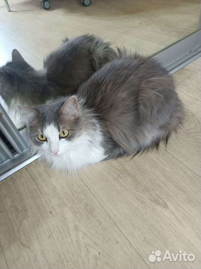 Кошка в дар