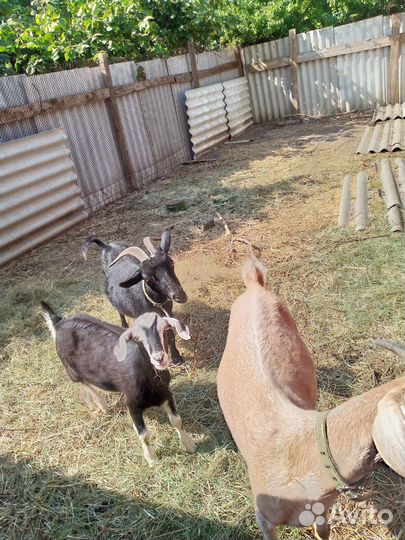 Продам козу и козла